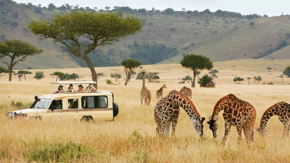 Safaris