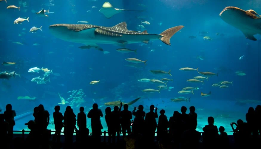 New England Aquarium