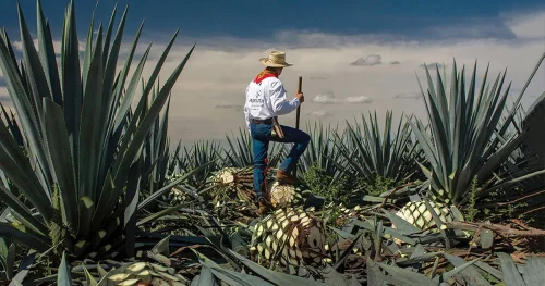 Tradiciones de Jalisco