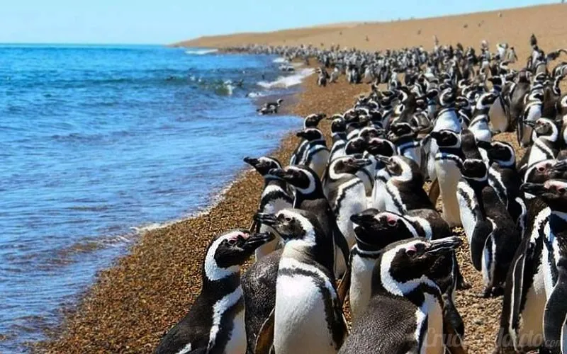 Costa Atlántica