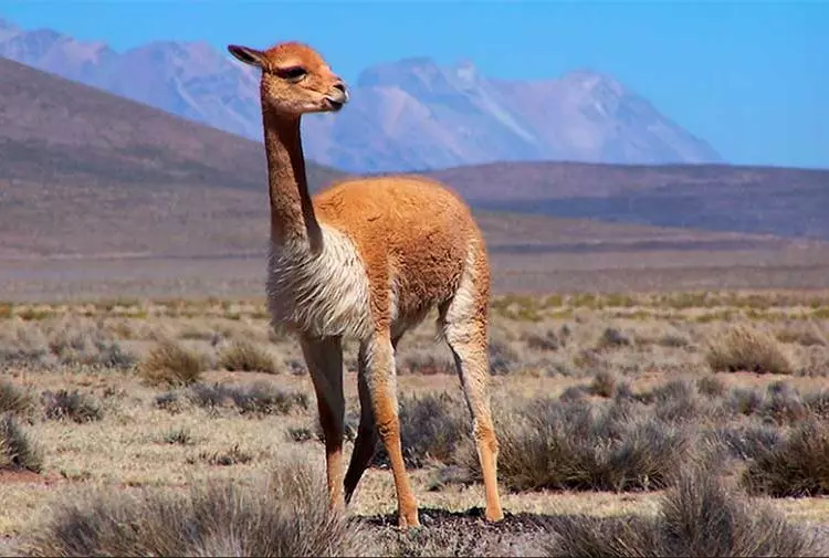 Vicuña