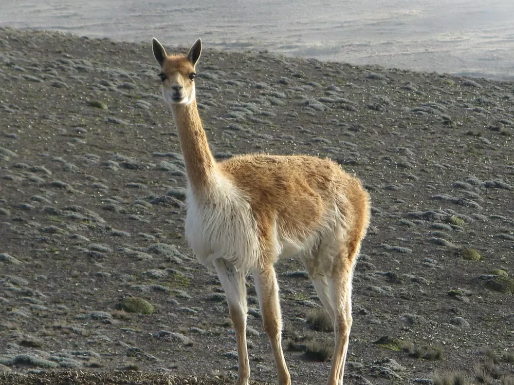 Vicuña
