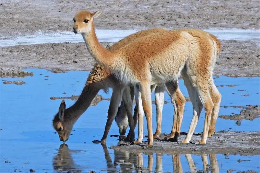 Vicuñas