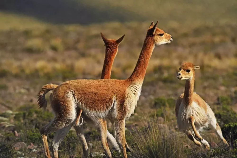 Vicuñas