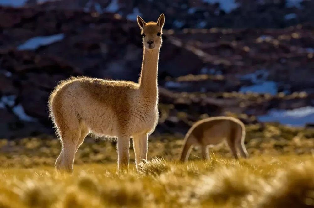 Vicuñas