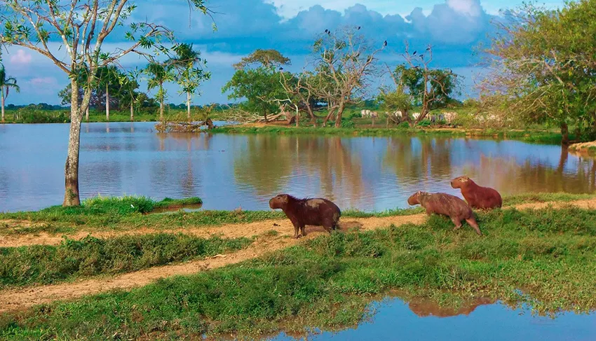 Casanare
